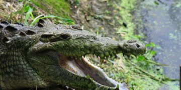 В Австралії агресивний крокодил застрибнув на судно до рибалки