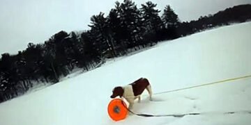 У США собака допоміг врятувати господаря, який провалився під кригу. ВІДЕО