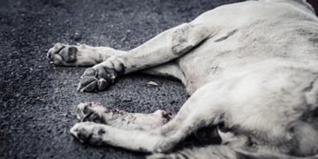 На Одещині дівчинка фільмувала, як ріже лезом власного собаку