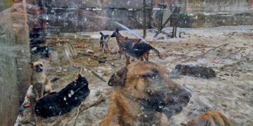 “Місце смерті”: в притулку на Київщині тварини помирали в жахливих умовах. ВІДЕО