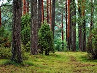 ГП “Леса Украины” в 2024г. намерены нарастить темпы заготовки древесины