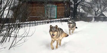 У вовків із Чорнобильської зони розвинулася стійкість до раку. ФОТО