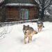 У вовків із Чорнобильської зони розвинулася стійкість до раку. ФОТО