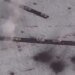 Хаос в головах и боевом строю: ВИДЕО разгрома оккупантов под Красногоровкой