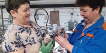 Казус в России: суд оштрафовал газету за упоминание поросёнка без маркировки «иноагента»