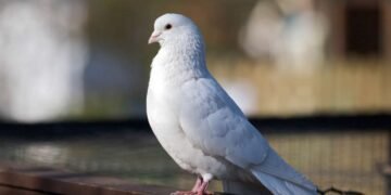 Думали, що шпигун: голуба звільнили після восьми місяців ув’язнення