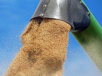 Морские порты Украины готовы нарастить потенциал экспортных перевозок зерна – АМПУ