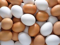 Украина запретила ввоз яиц и птицы из Чехии из-за птичьего гриппа