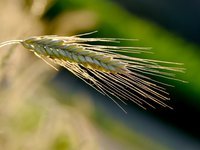 В Украине стартовала посевная-2024: в 4 областях зерновыми засеяно 22,3 тыс. га