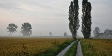 Чому у СРСР масово садили тополі: були у кожному дворі