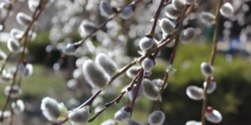 Когда начнется по-настоящему весеннее тепло: ответ Натальи Диденко