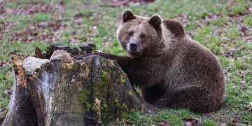 Медведь напал на людей в городе: пятеро раненых. ВИДЕО