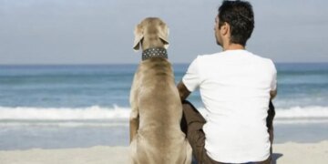 Что делают собаки, когда их хозяин вот-вот умрет: рассказ медсестры хосписа