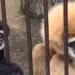 Розкрито таємницю вагітності мавпи, яка сама жила у вольєрі