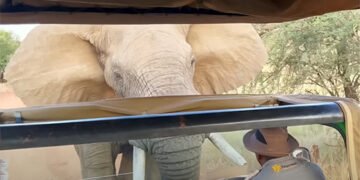 Дикий слон напав на автобус із туристами під час сафарі у ПАР. ВІДЕО