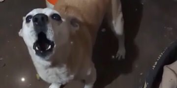 В Мережі показали, як пес із Нікополя “співає” Гімн України. ВІДЕО