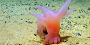 Вчені знайшли на дні океану “інопланетну” рожеву істоту з ніжками-сосисками. ФОТО. ВІДЕО
