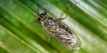 Глобальне потепління ставить під загрозу існування надокучливого збудника небезпечних захворювань