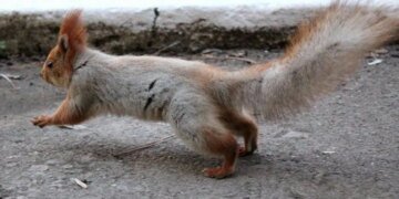 Одесский “белкопад”: в городе обратились к жителям с просьбой