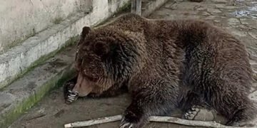 В окупованому Криму згорів зоопарк: загинули сотні екзотичних тварин