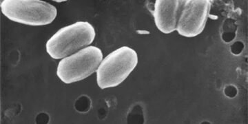 NASA открыло почти бессмертные бактерии. Их начали добавлять в солнцезащитные кремы