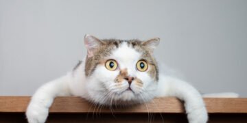 Синдром Ноя: французькій парі через утримання 159 котів заборонили тримати домашніх тварин