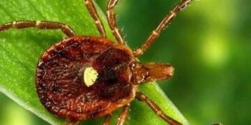 Головне – не дозволити прокусити шкіру: імунолог розповів, як уберегтися від укусів кліщів