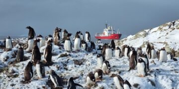 По 500 пінгвінів на кожного полярника: як збільшується популяція субантарктичних пінгвінів біля “Вернадського”. ФОТО