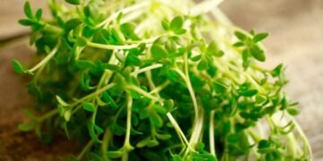 Універсальний овоч. Вчені назвали найкорисніший продукт харчування