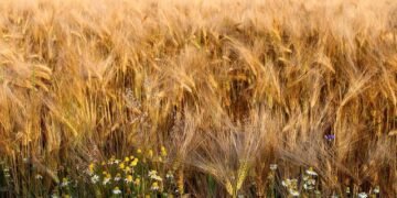 Минагрополитики прогнозирует в 2024г сокращение производства зерновых до 52,4 млн тонн, сохранение урожая масличных – 21,7 млн тонн