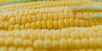 Китай сократит импорт кукурузы из Украины для поддержки собственных фермеров