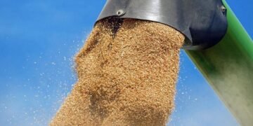 Минсельхоз Польши убрал из открытого доступа список компаний-импортеров технического зерна из Украины