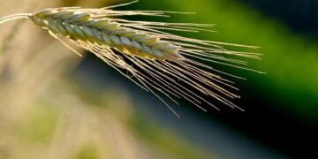 Аграрии засеяли 2,05 млн га яровыми культурами под урожай-2024