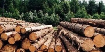 ГП “Леса Украины” в I кв.-2024 нарастило выручку за реализацию древесины на 30,8%