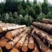 ГП “Леса Украины” в I кв.-2024 нарастило выручку за реализацию древесины на 30,8%