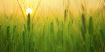 Агроэкспортерам нужно диверсифицировать рынки сбыта, не дожидаясь ограничений ЕС – Минагрополитики