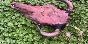 В российском Новосибирске на улице раскидали головы животных. ВИДЕО