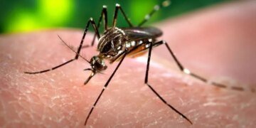 Очередная напасть: жителей Сибири атакуют боевые тайские комары
