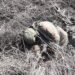 Без шансів на порятунок: журналіст показав, як дронобомбінг від ЗСУ доводить окупантів до самогубства. ВІДЕО 18+