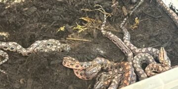 Удав народив 14 малюків у рідкісному випадку “незайманої вагітності”