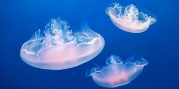 Россиян предупредили о нашествии в реках китайских медуз