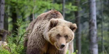 Прикордонники попереджають про небезпеку зустрічі з ведмедями в Карпатах. ВІДЕО