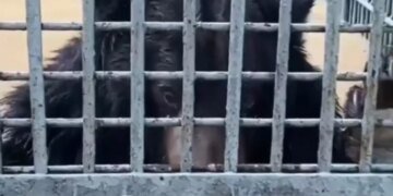 Затоплення в китайському зоопарку: тварини в пастці. ВІДЕО