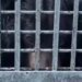 Затоплення в китайському зоопарку: тварини в пастці. ВІДЕО