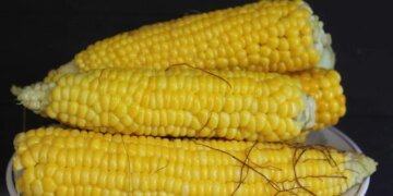 Без воды и кастрюли: как сварить кукурузу за 5 минут