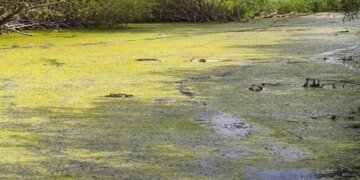 На Львівщині масово гине риба: що сталося?