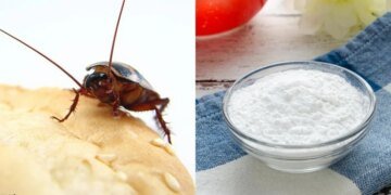 “Усатый сюрприз”: киевлянка купила еду, которая еще шевелилась