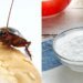 “Усатый сюрприз”: киевлянка купила еду, которая еще шевелилась