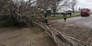 Ураган на Львовщине свалил дерево на вагон поезда: Укрзализныця рассказала о пострадавших
