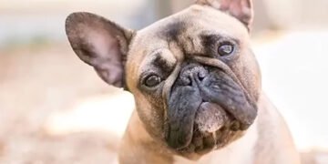 Мозок собак невблаганно зменшується: вчені вважають, у всьому винні їхні “найкращі друзі”